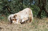 BERGER AUSTRALIEN - ADULT & PUPPY 132